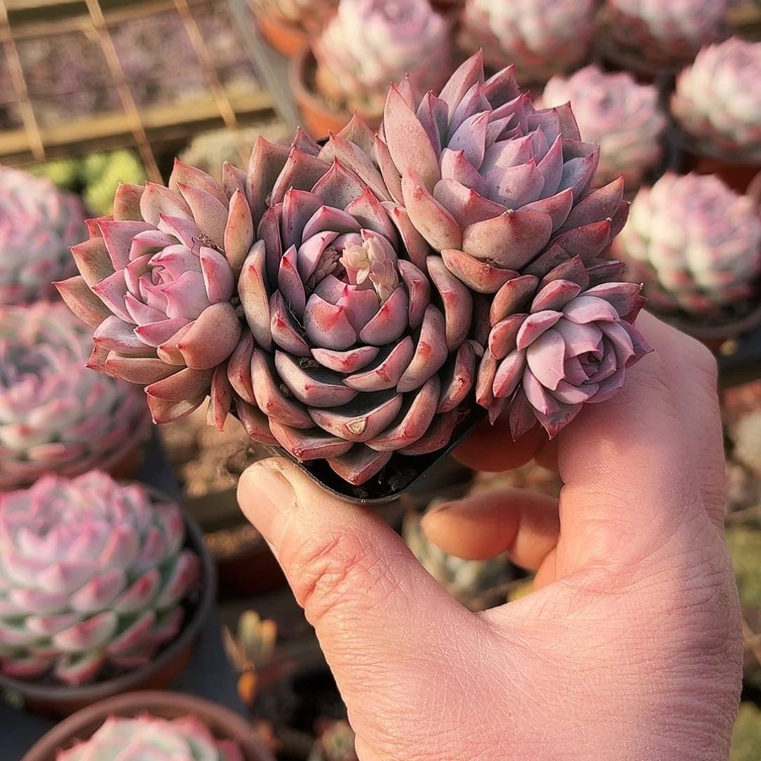 d****6444多肉植物提取萃取剂中