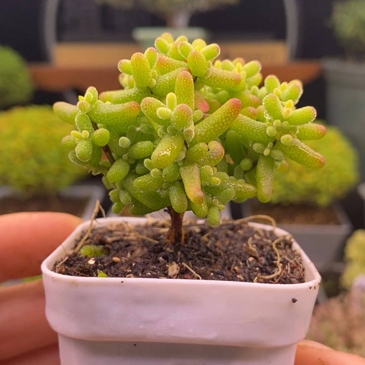 无花朵150金橘糖球。