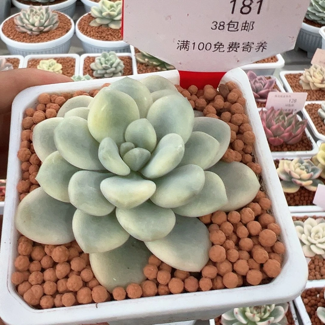 181号白马香水锦多肉植物