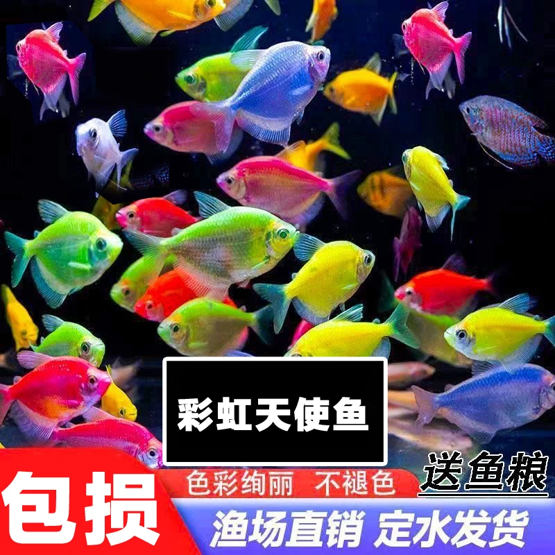 彩色大号天使鱼群游热带观赏鱼群游小型鱼活体好养耐活草缸灯包损