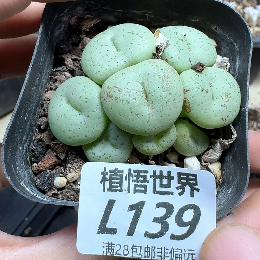 多肉植物的润泽地