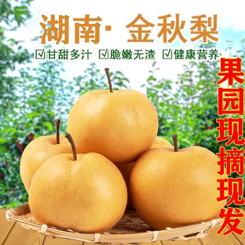 湖南麻阳高山正宗金秋梨新鲜现摘水果脆甜直发多汁水果新鲜水果