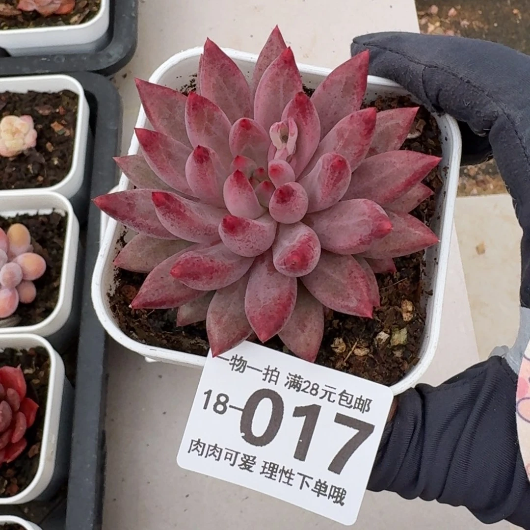 金鱼姬无盆土发货无