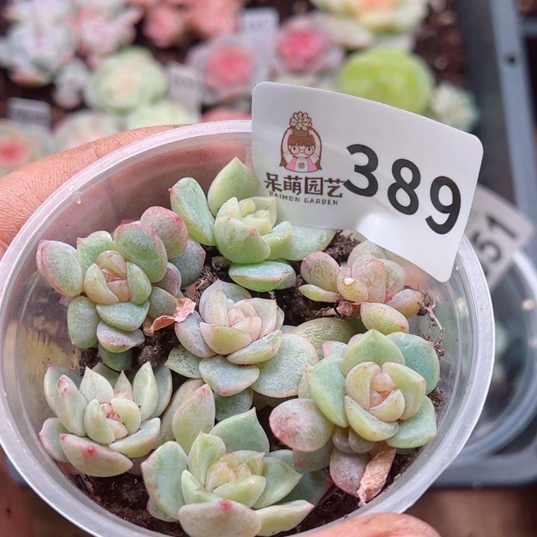 多肉植物多肉植物