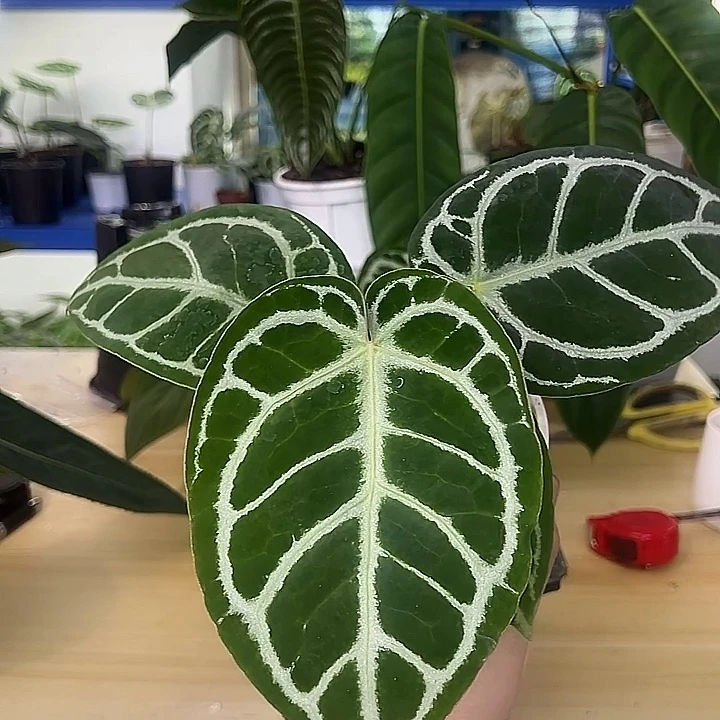 无花朵花烛一棵一物一拍