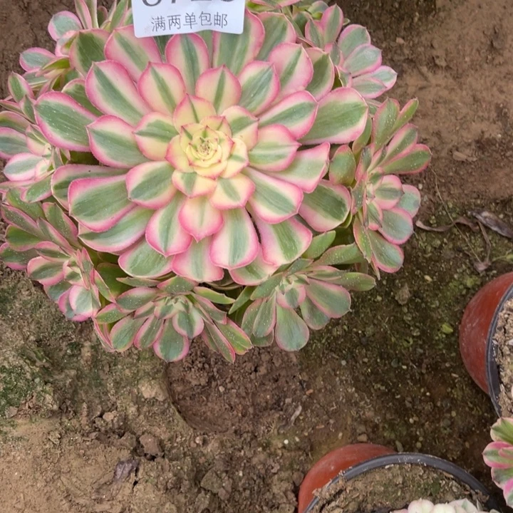 荔枝的人多肉的人0720
