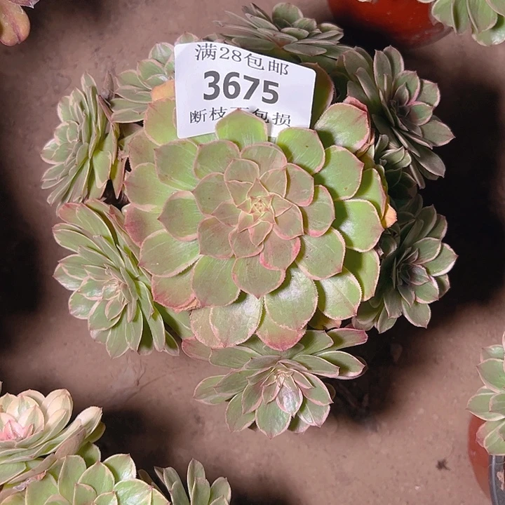3675莲花座多肉植物