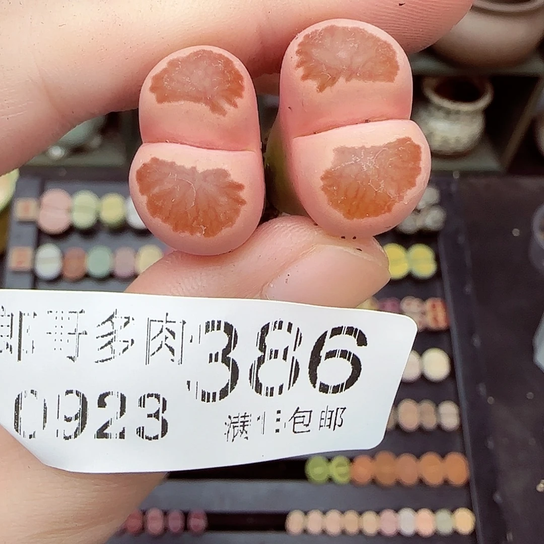*****满满18包邮0923-386