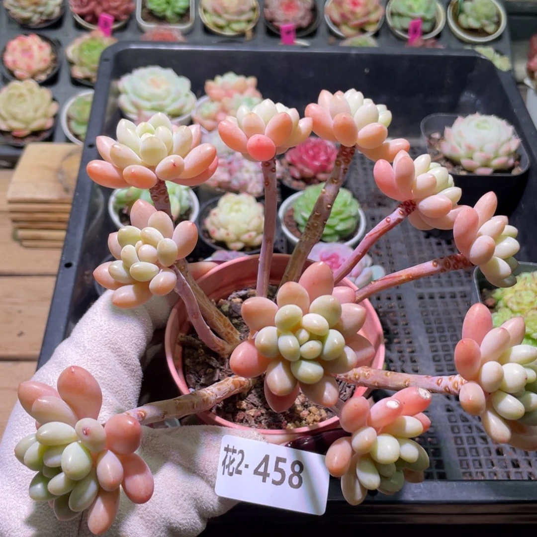 花利美2-458洛可可