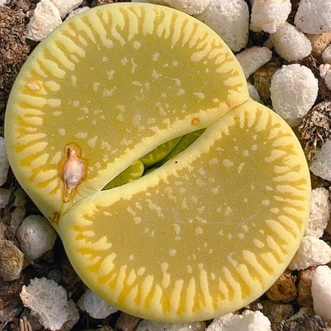 【闪购商品】22334