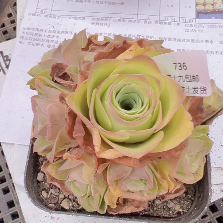 736 裸根不带土发货不包损