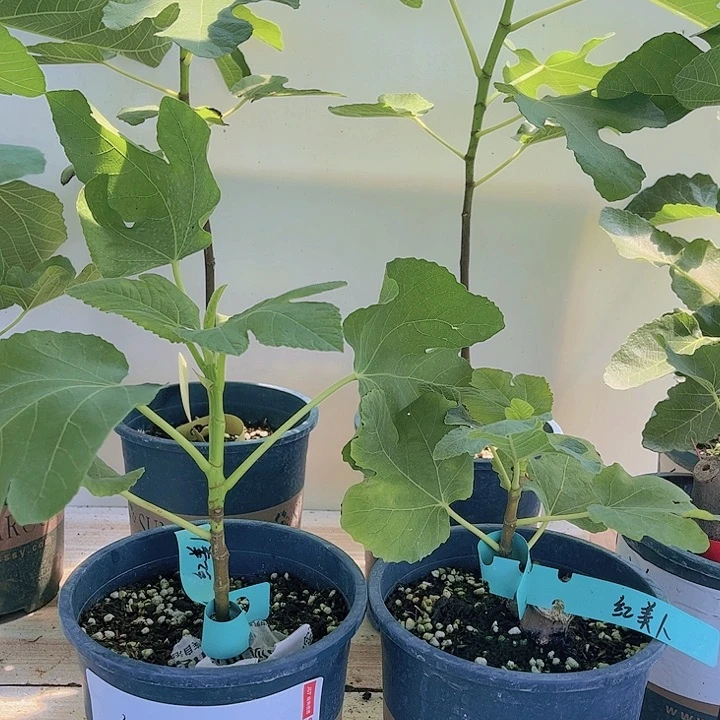 无花朵红美人一物一拍的