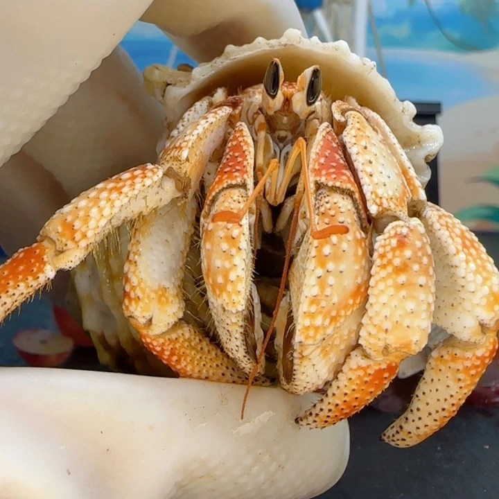 A18橘白毛球2.5cm口径