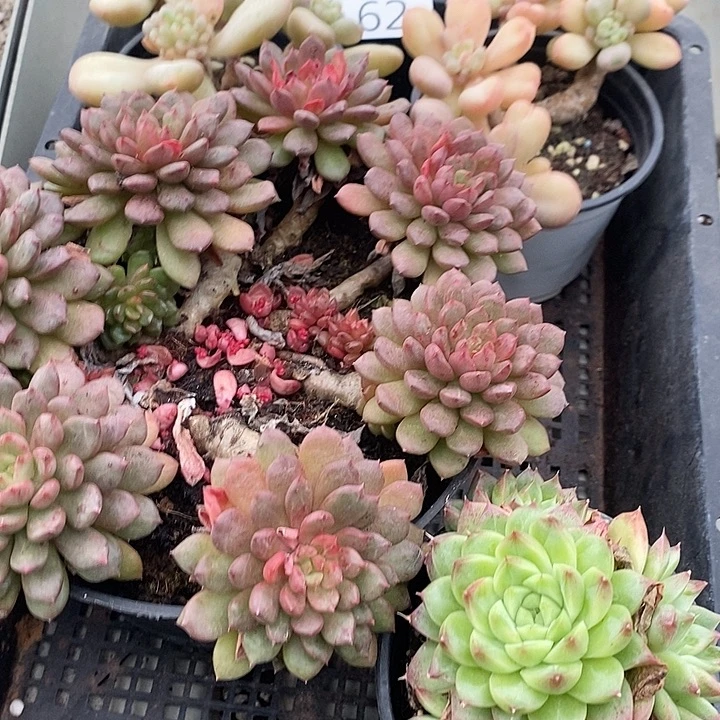 62 多肉植物盆栽花卉