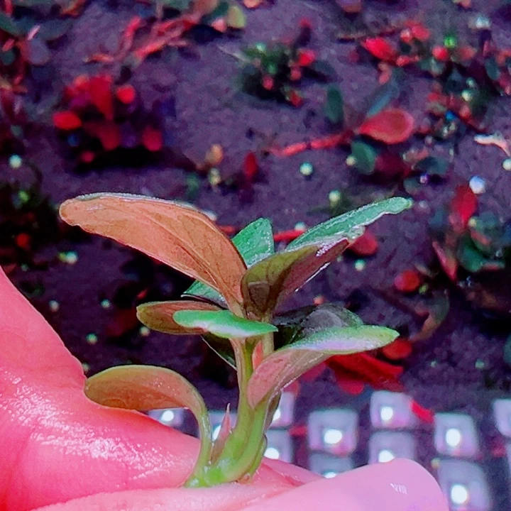 福利012号福利一头植物（K6