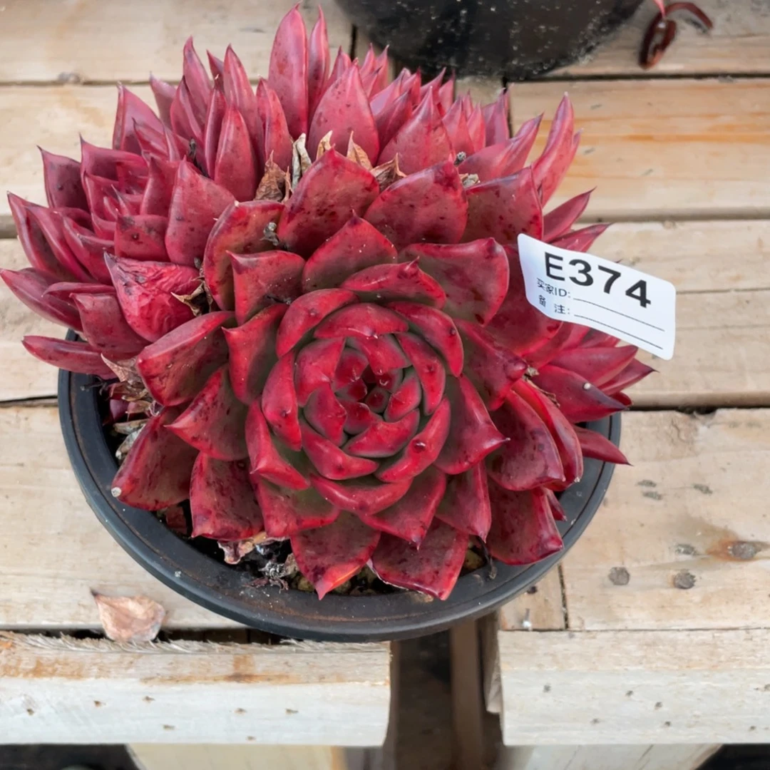 无花朵若如东云单拍E374