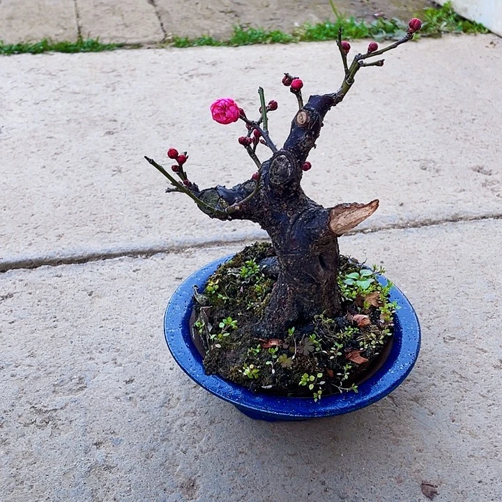 形***厂无花朵梅花小品阳台好养