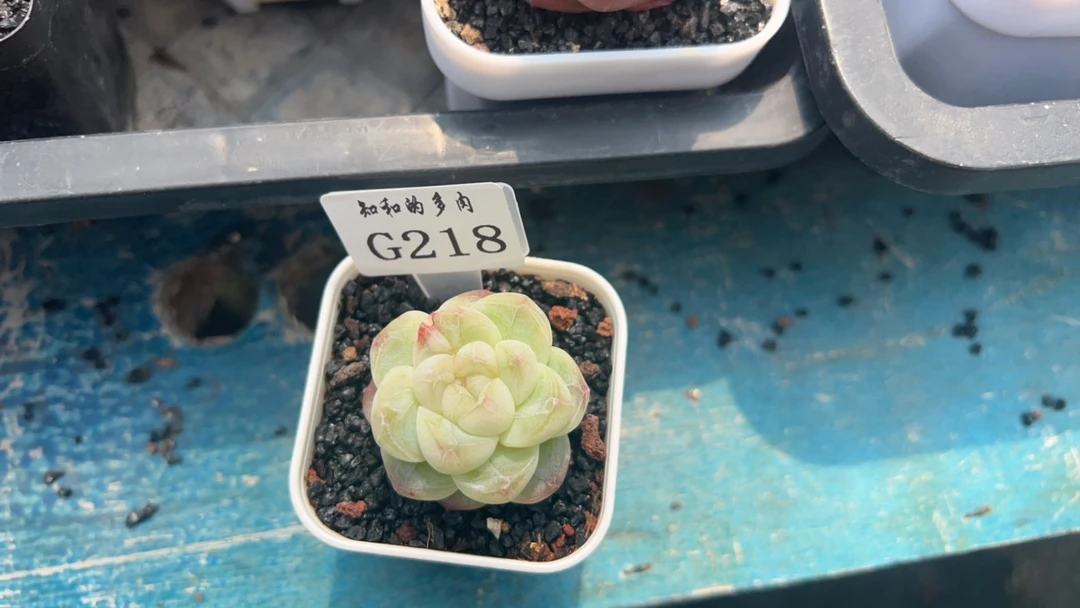 知和的多肉G218专拍链接