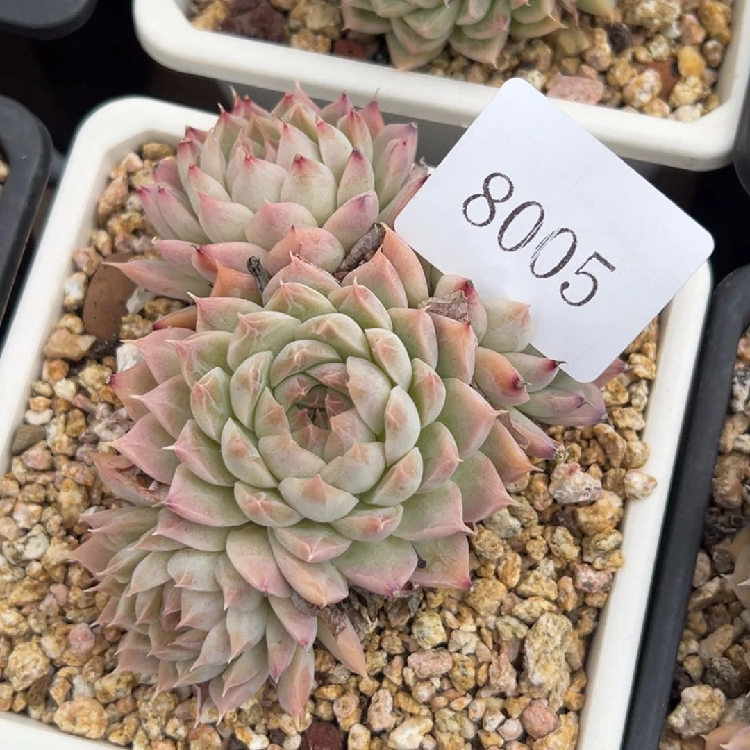 8005多肉多多多多多