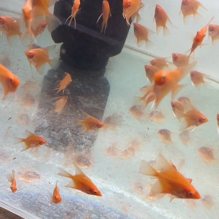 颠****神仙鱼红魔鬼2-3 三条鱼 包邮