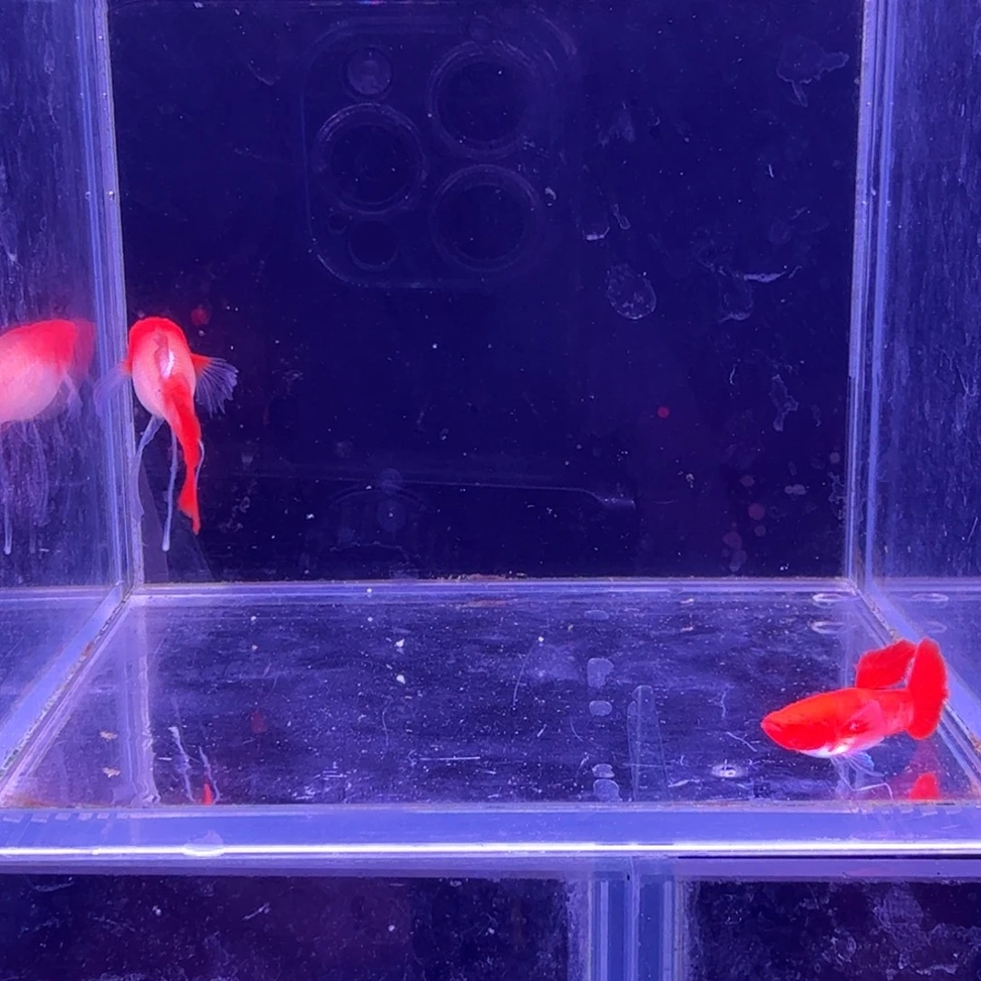孔雀鱼鸿运当头缎带1对