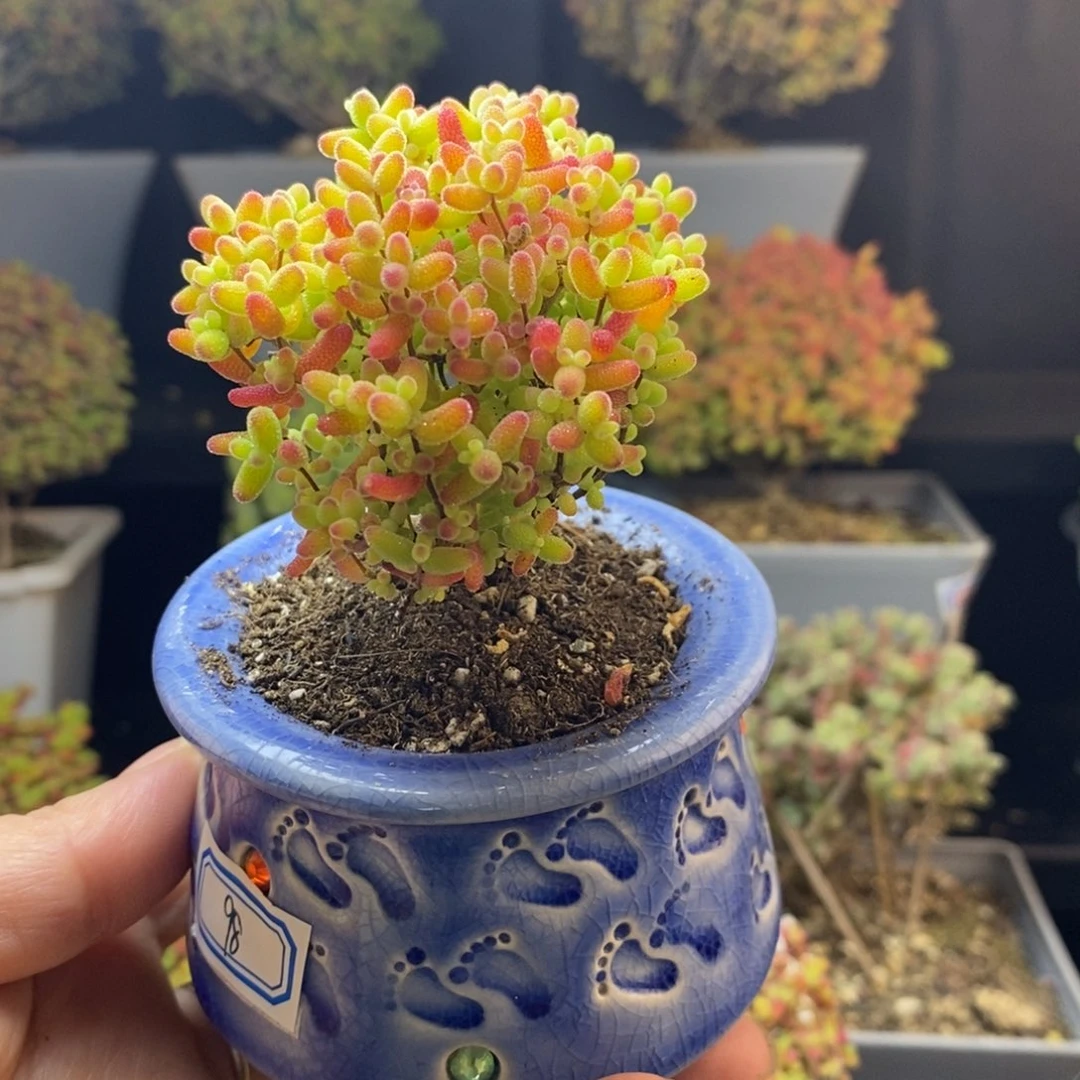 完全开放2号蜜橘糖球