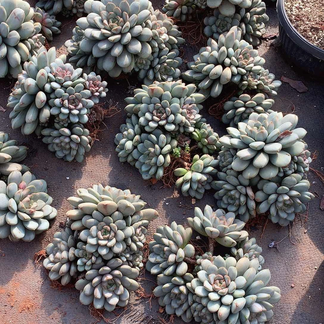 地栽葡萄20米 一颗 年底福利