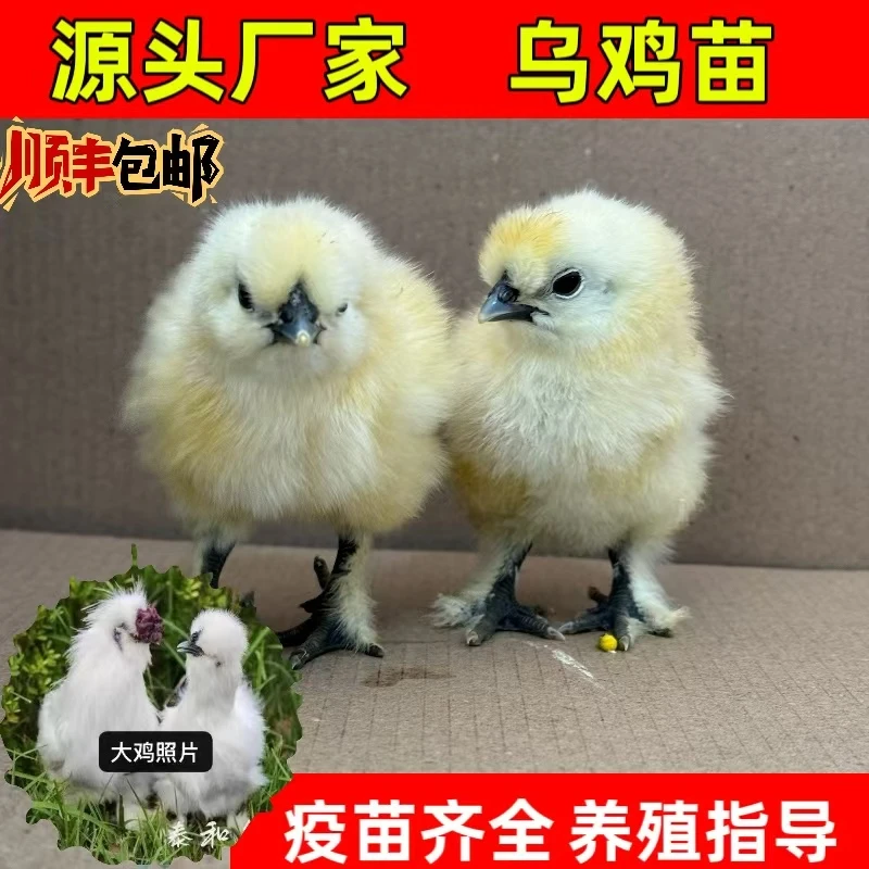 泰和 白凤乌鸡毛脚从冠丝毛乌鸡   宠物鸡