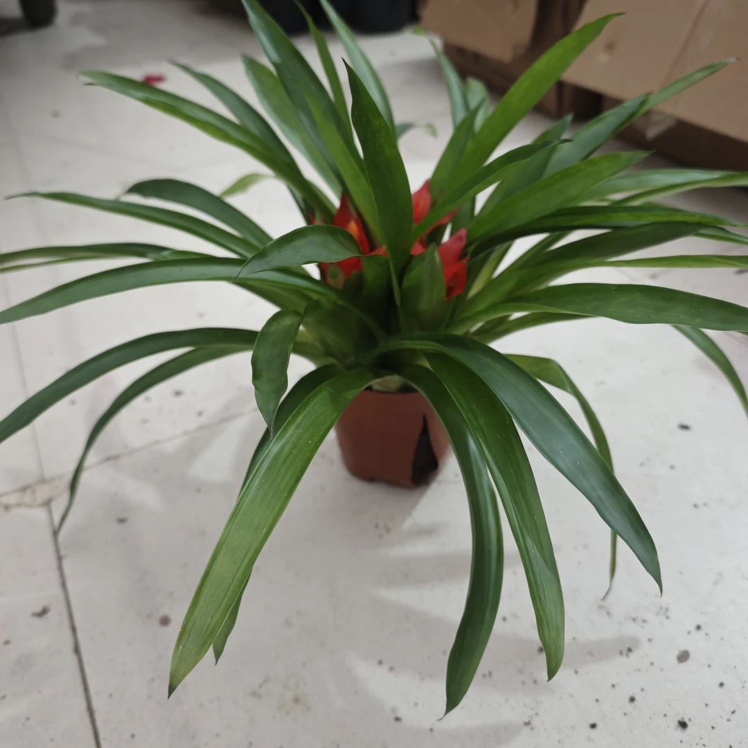 三头鸿运当头盆栽室内四季红星凤梨