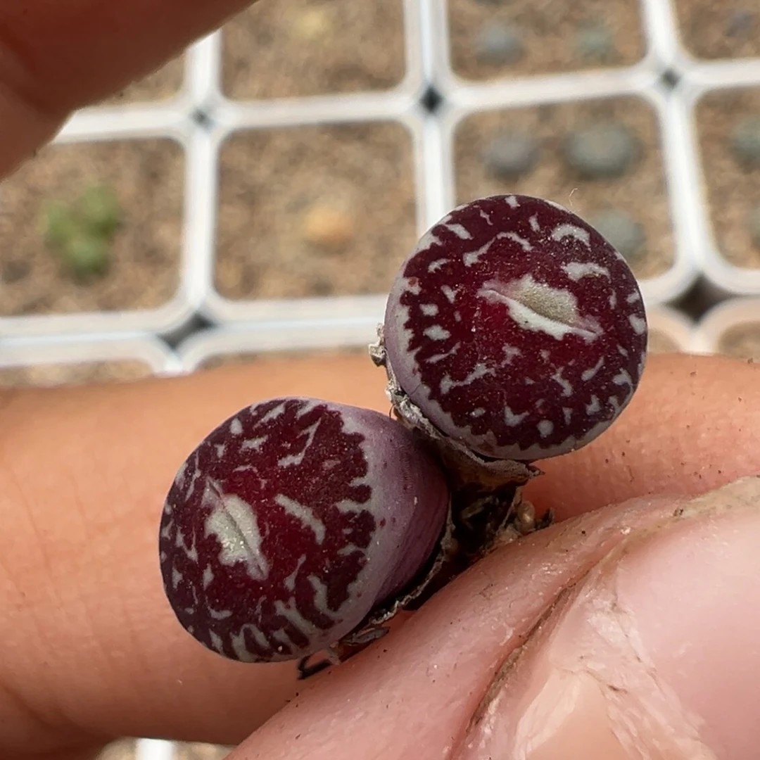 难**?红丝绒墨多肉