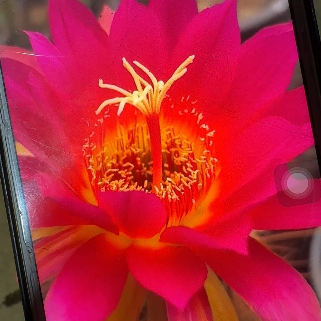 德绍儿星高22公分毛花柱