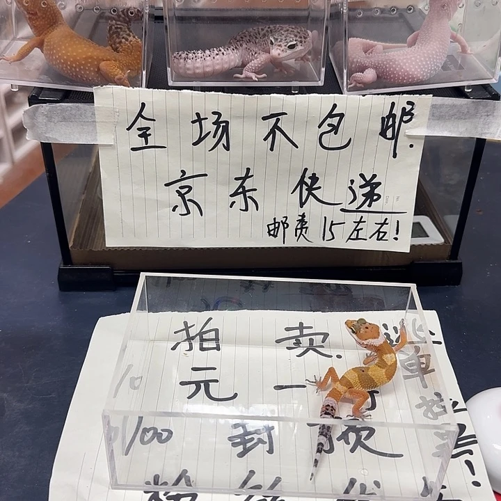 豹纹守宫出n吗个b你呢