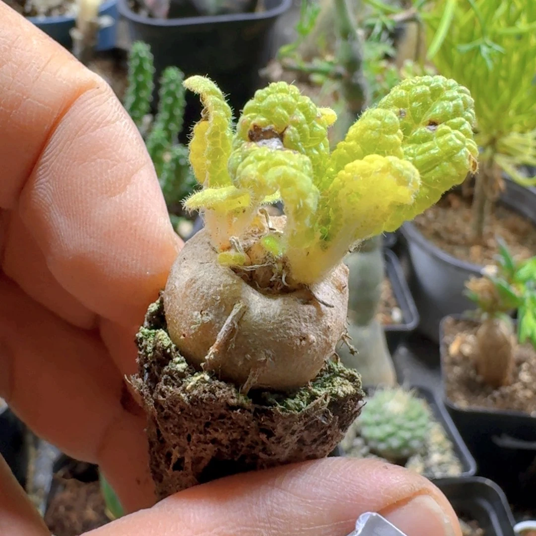 827断崖王子脱土发货有疤