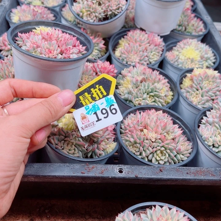 多肉植物多肉植物