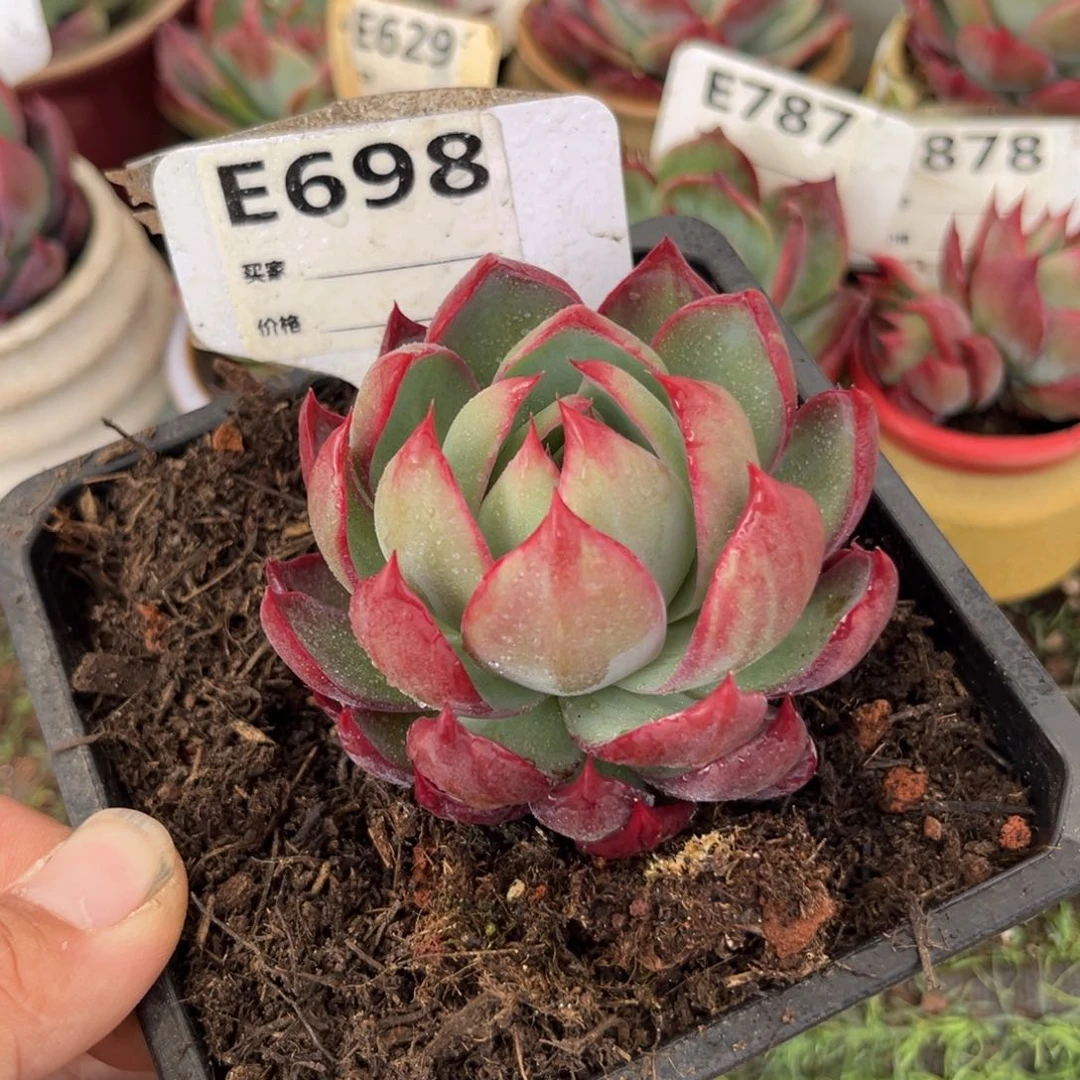 惊鸿一瞥698号多肉