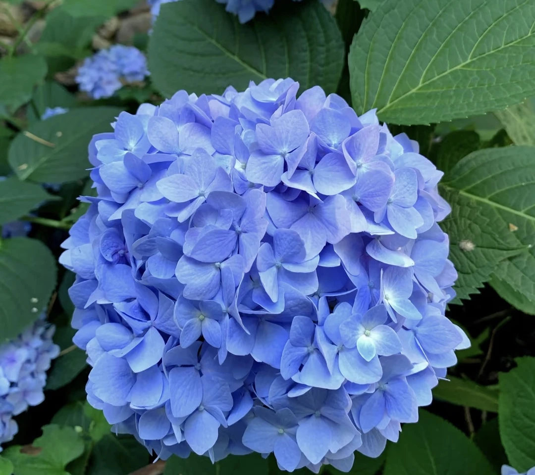 【大海蓝】蓝色大花绣球 花期超长好养护 阳台庭院盆栽地栽 1