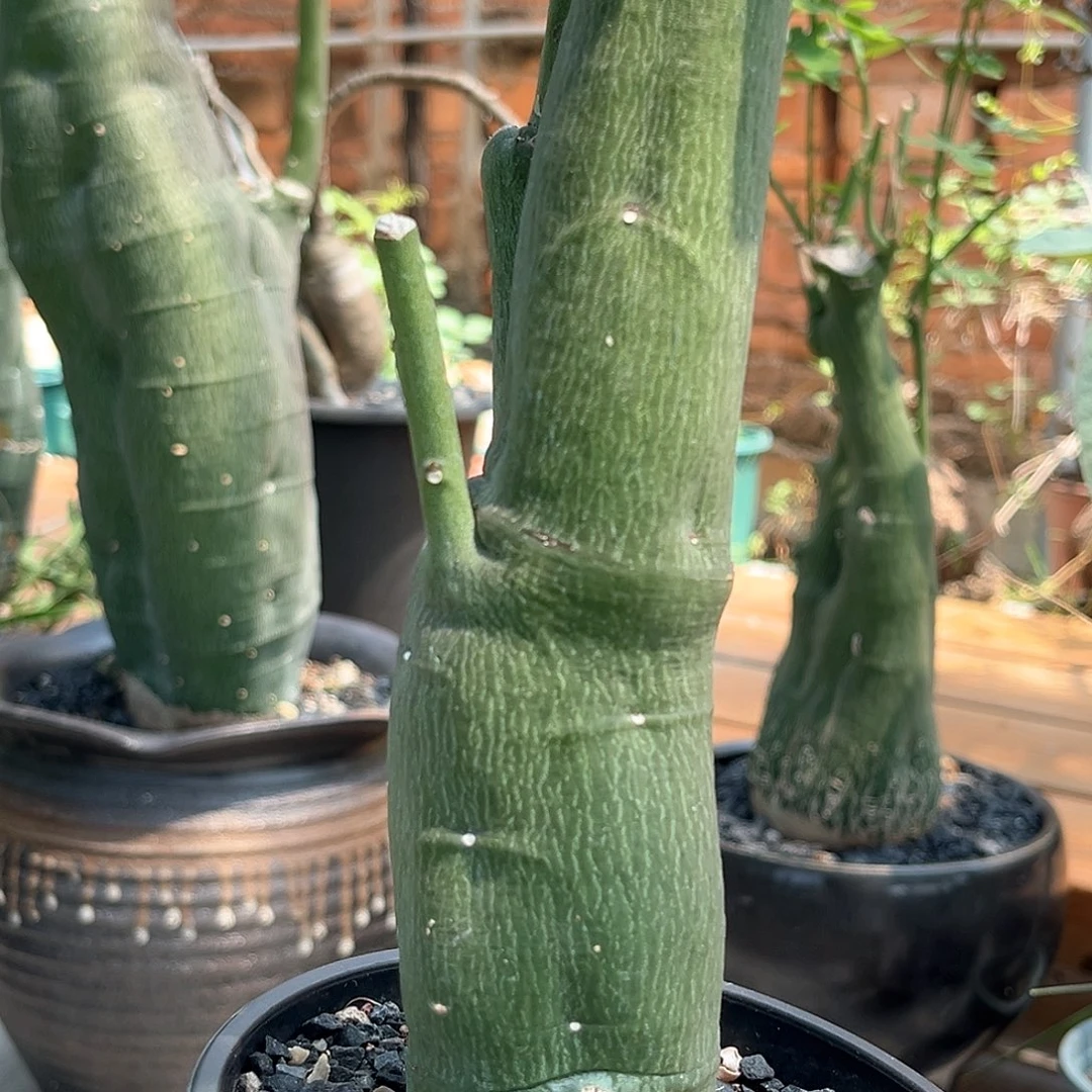 潮流植物 毒腺蔓