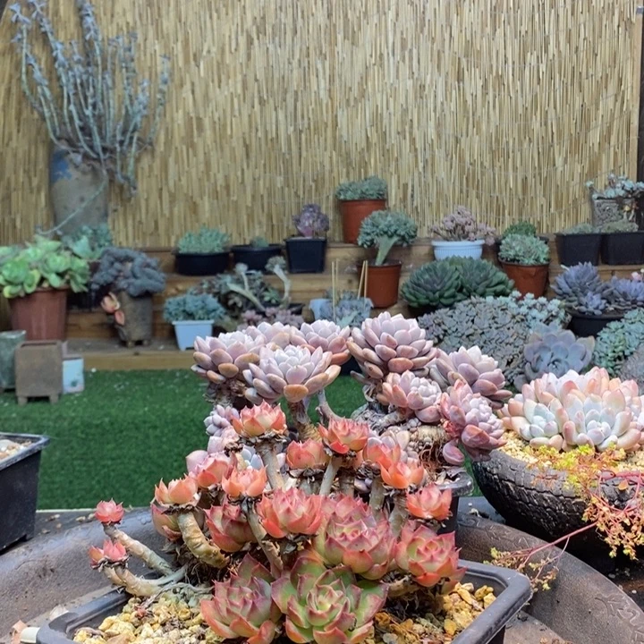 阳***光101号多肉植物多肉植物