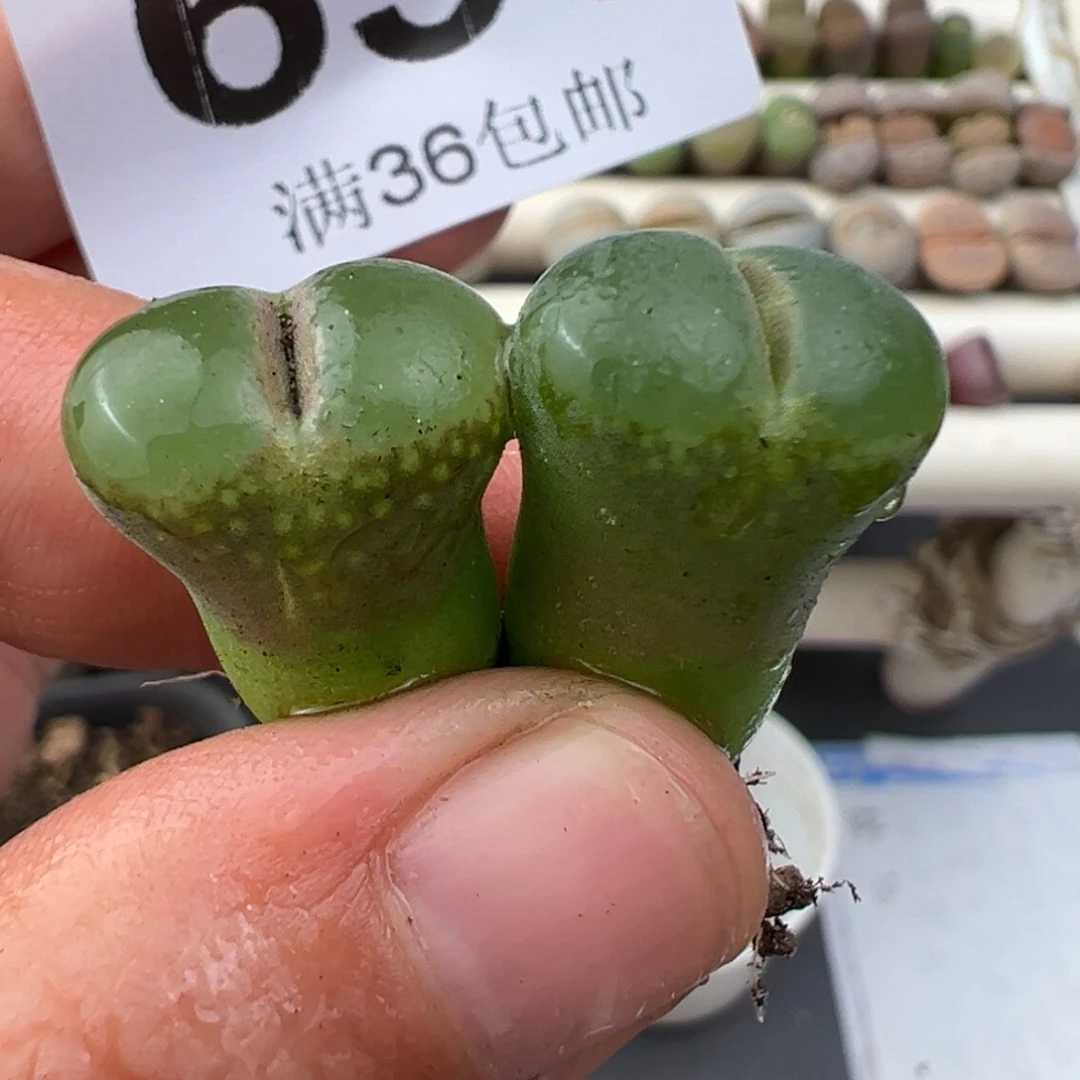 12.10好看的多肉脱土发货650