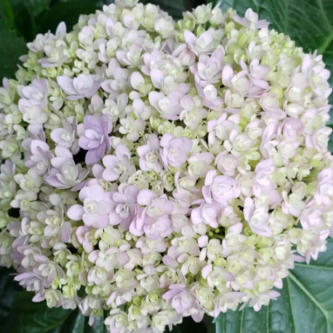 花手菊大花绣球庭院花园客厅阳台必备绿植