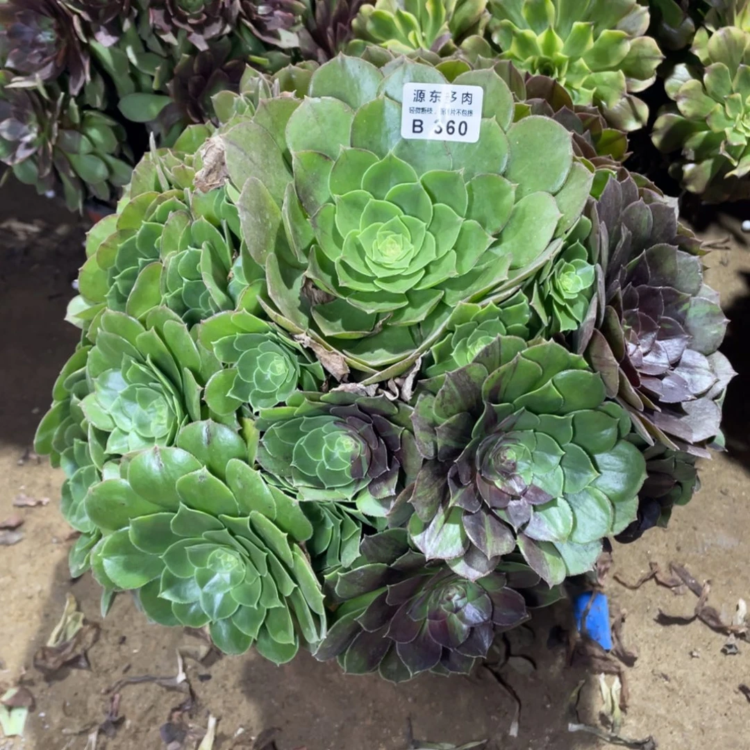 360花月夜多肉法师断枝不包