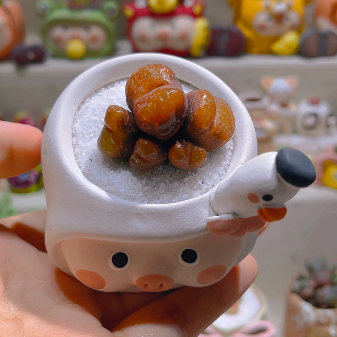 050高端多肉带盆带土手工盆