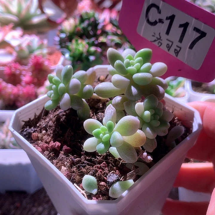 洛可可有根有根有