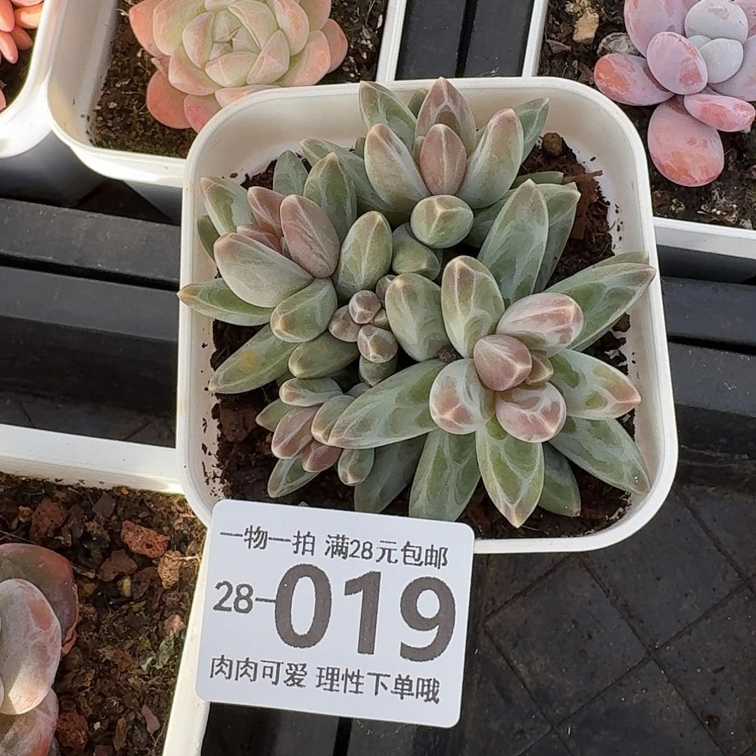 乌拉克拉无盆土发货无