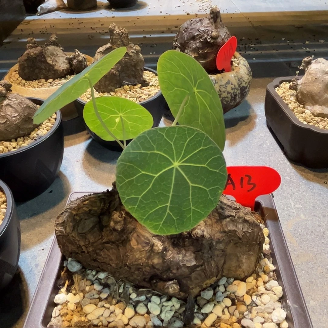 汤圆植物A13一叶龟原价680