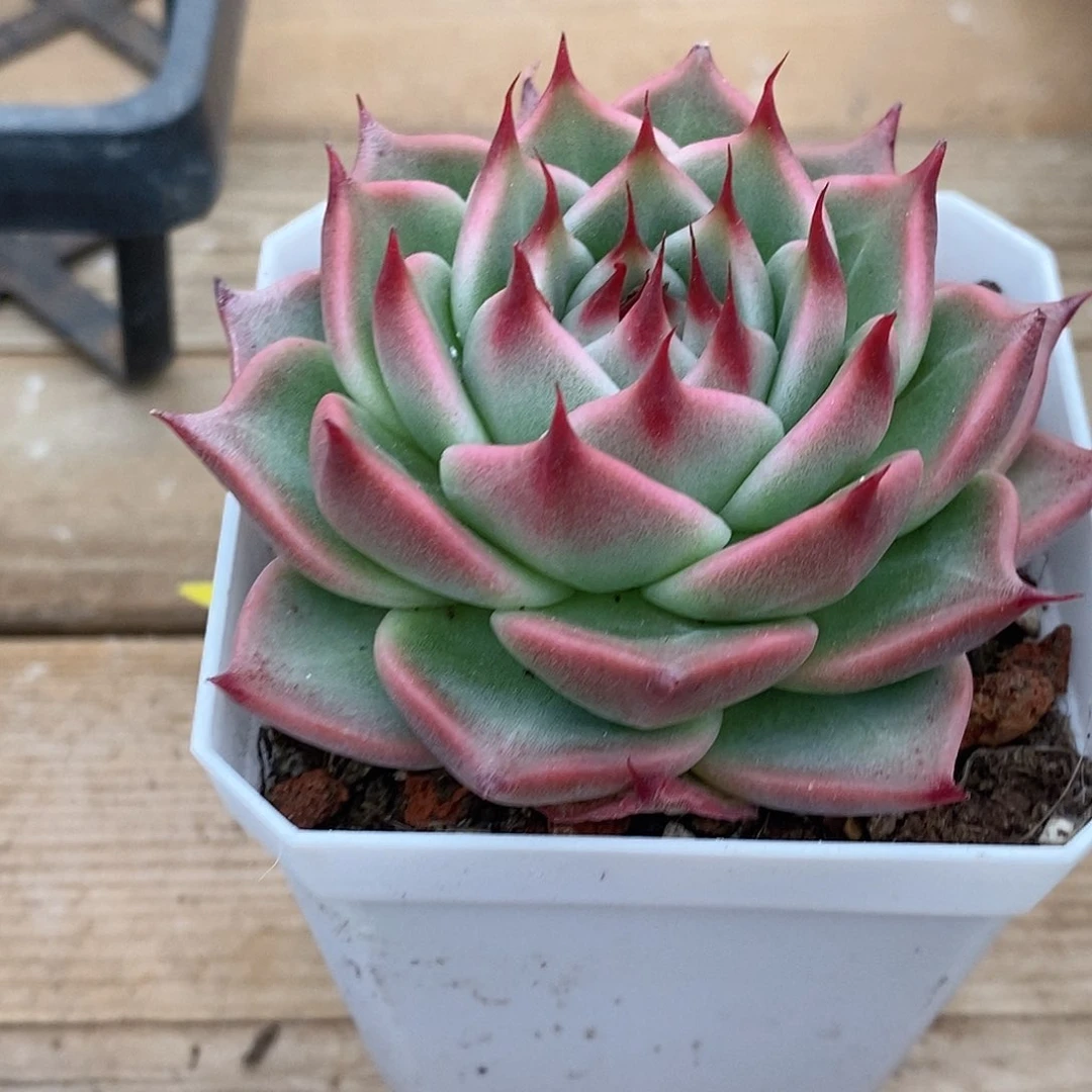 金汇园艺，托斯卡