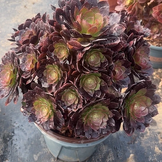 多肉植物黑魔23号