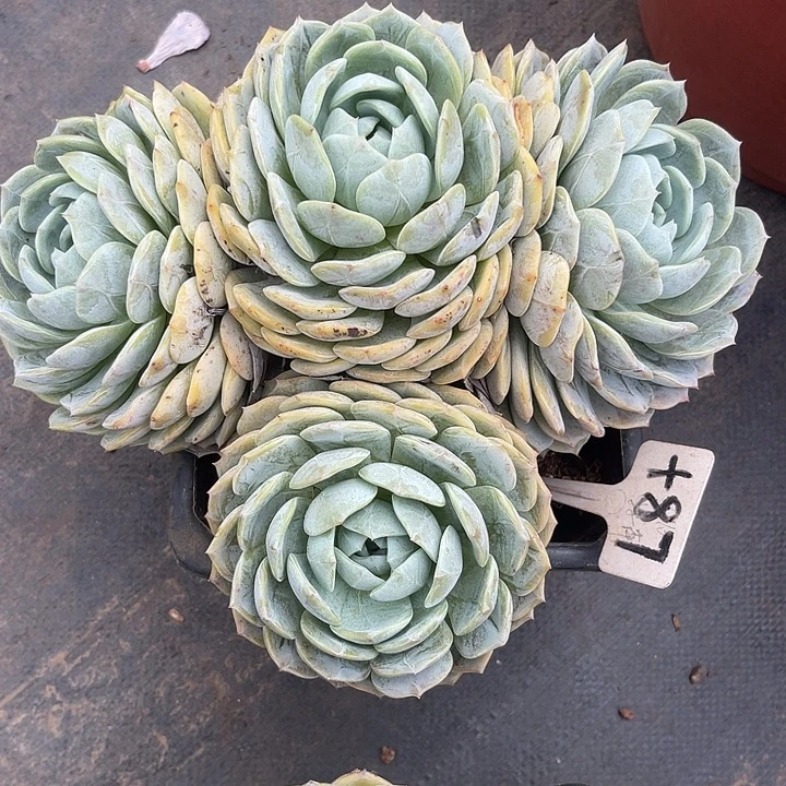 桃***.晨语多肉，一物一拍87