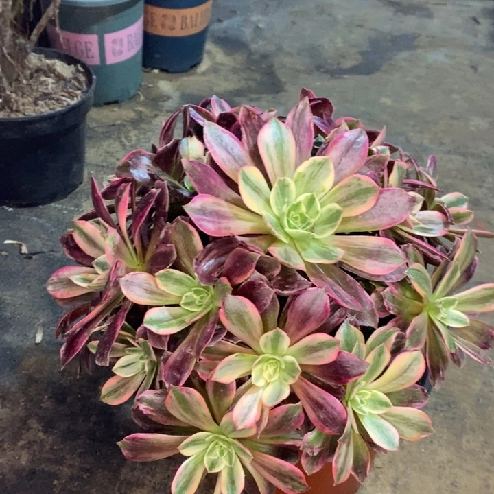 白婚纱多肉植物2。