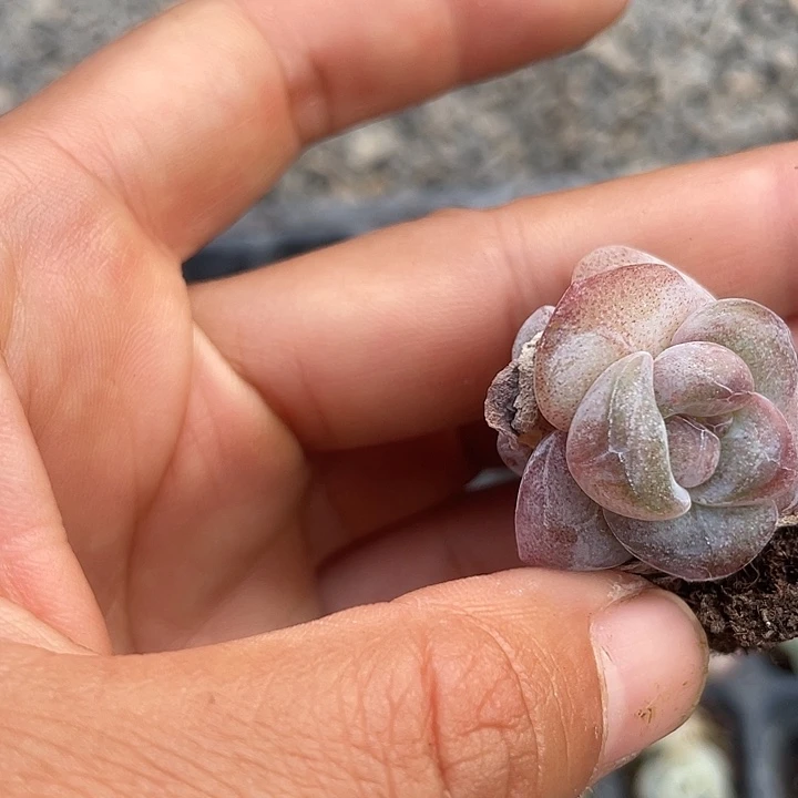 一物一拍满18包邮紫心